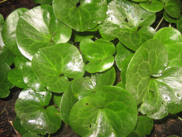 European Ginger